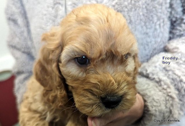 Image 8 of Golden F1 Cockapoo puppies, ready soon.
