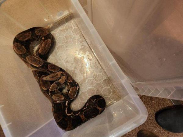 Image 2 of MALE ADULT BOA IS HANDABLE AND FEEDS EVERYTIME