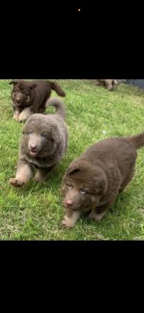 Image 1 of Beautiful chunky coloured GSD pups