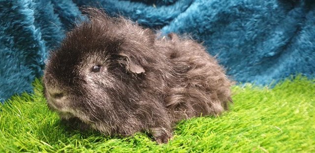Image 3 of Selection of lovely Male (Boars) Guinea Pigs for Sale