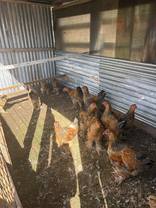12 and 16 week old Brahma cockerels and hens — photo 2 of 3