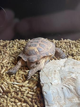 Image 4 of 15 year old Male Horsfield (Russian) tortoise for sale