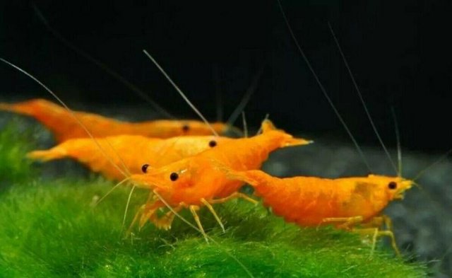 Preview of the first image of Red Cherry / Orange Pumpkin Shrimp (Neocaridina) - fish.