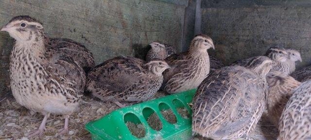 Image 2 of True jumbo pharaoh quail POL hens