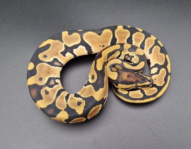Preview of the first image of Fire Double Het Clown Pied Female Ball Python 230805.
