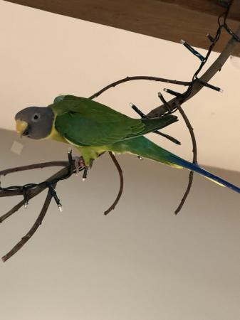 Image 5 of Indian ring neck parrot
