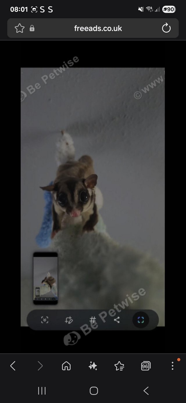Sugar glider pair for sale — photo 4 of 4