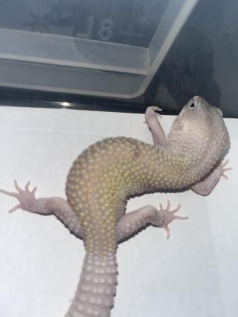 Image 5 of £30 last male** leopard geckos different ages REDUCED**