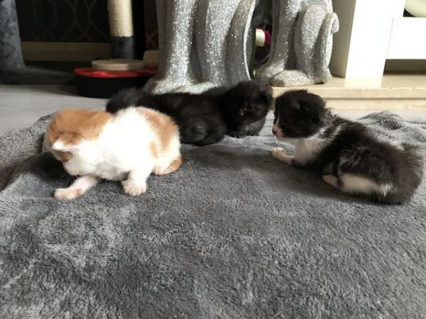 Image 4 of Last one 9 week old MUM Available5 beautiful kittens!!!!!!!