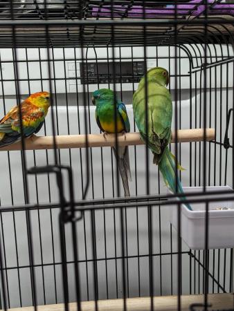 Image 1 of Two beautiful Red rumps Parrot for sale around 7 months old