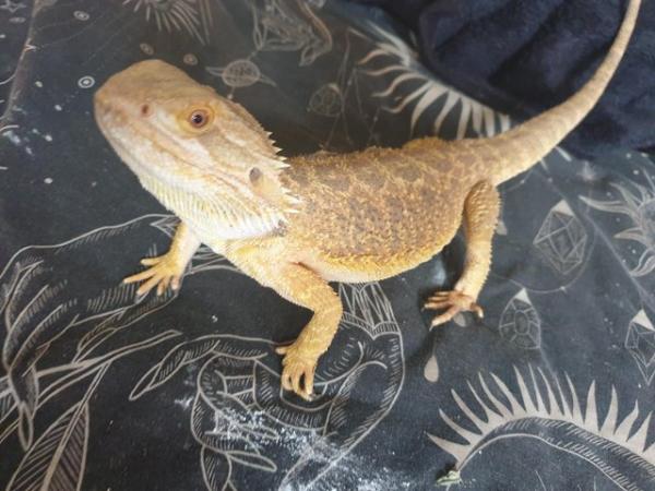 Image 1 of Wanted reptiles and animals for rehoming free