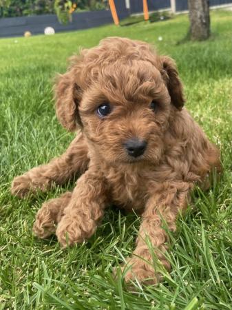 Image 13 of *DNA HEALTH TESTED* Cavapoo puppies