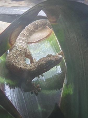 Image 1 of Mourning Geckos mixed morphs £10 each AVAILABLE ON 03/06/24