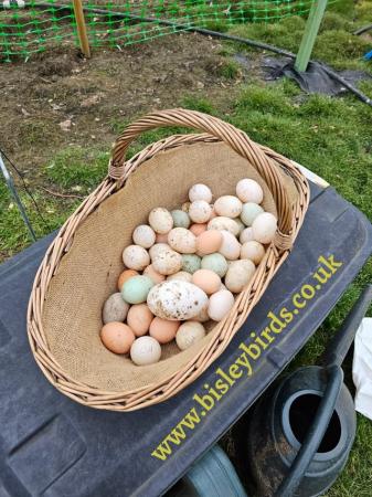 Image 2 of 6 x Light Sussex chicken eggs for hatching
