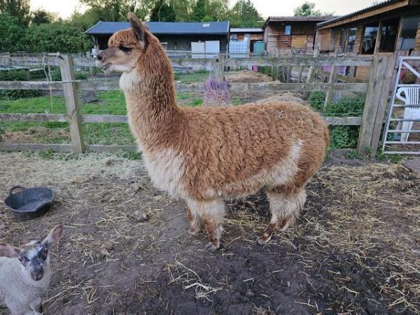 Image 4 of Two Friendly Alpacas for sale!