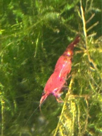 Image 5 of 10 X Red cherry shrimps High grade