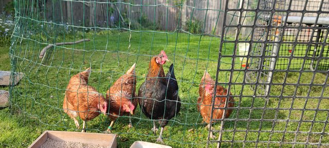 Image 2 of Egg laying hens - about a year old - coop also available