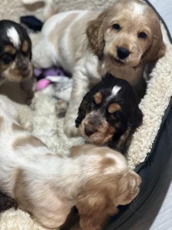 Image 10 of Cocker spaniel puppies 1 BOY LEFT. READY TO GO
