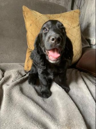 Image 5 of Cocker spaniel puppies for sale