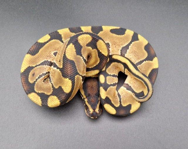 Preview of the first image of Enchi Het Clown 50% Het Pied Male Ball Python 231104.