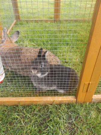 Image 4 of Netherland dwarf rabbis mam and dad are now together