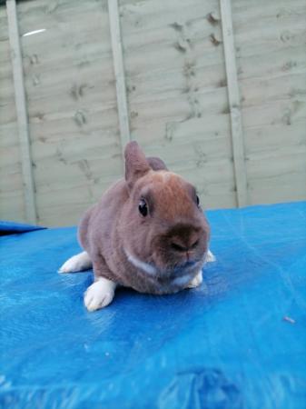 Image 5 of Mini rex baby's ready to reserve