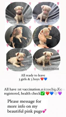 Image 12 of 4 KC pug puppies left! All ready to leave