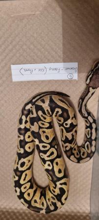 Image 5 of Firefly (Fire x Pastel) royal/ball python for sale