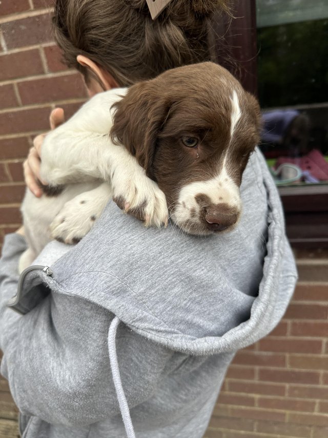 Preview of the first image of Beautiful marked kc springer pups.