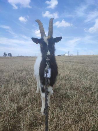 Image 3 of 3x Registered Male Wether Bagot Goats
