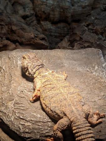 Image 5 of UROMASTYX + FULL SETUP FOR SALE