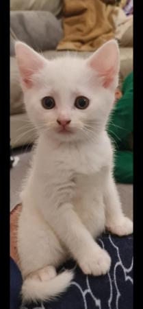 Image 8 of Stunning white kittens for sale
