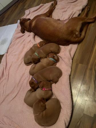 Image 2 of Stunning Fox Red Labs for sale