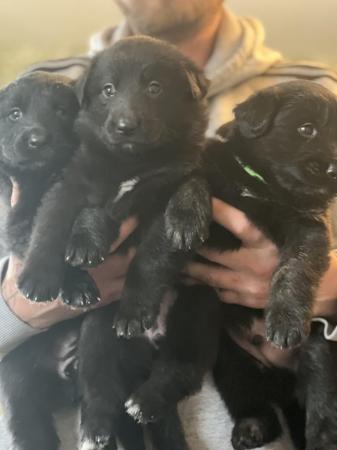 Image 7 of German shepherd x labs puppies for sale