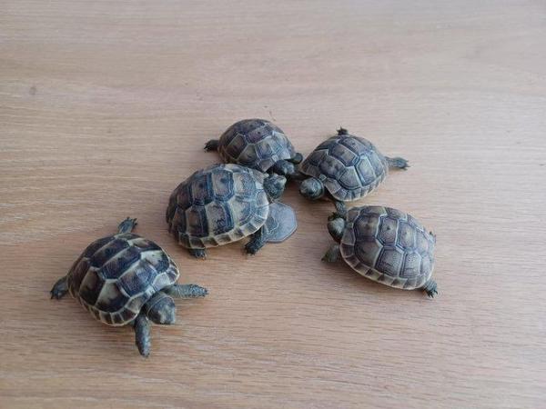 Image 3 of Tortoise licenced spurthighbabies available now