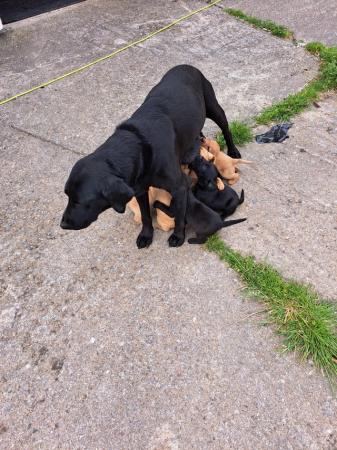 Image 4 of Labrador puppies home bred farm reared