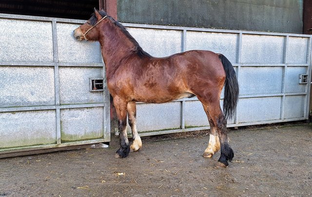 Preview of the first image of 2 Yr old Welsh Cob Bay section D colt.