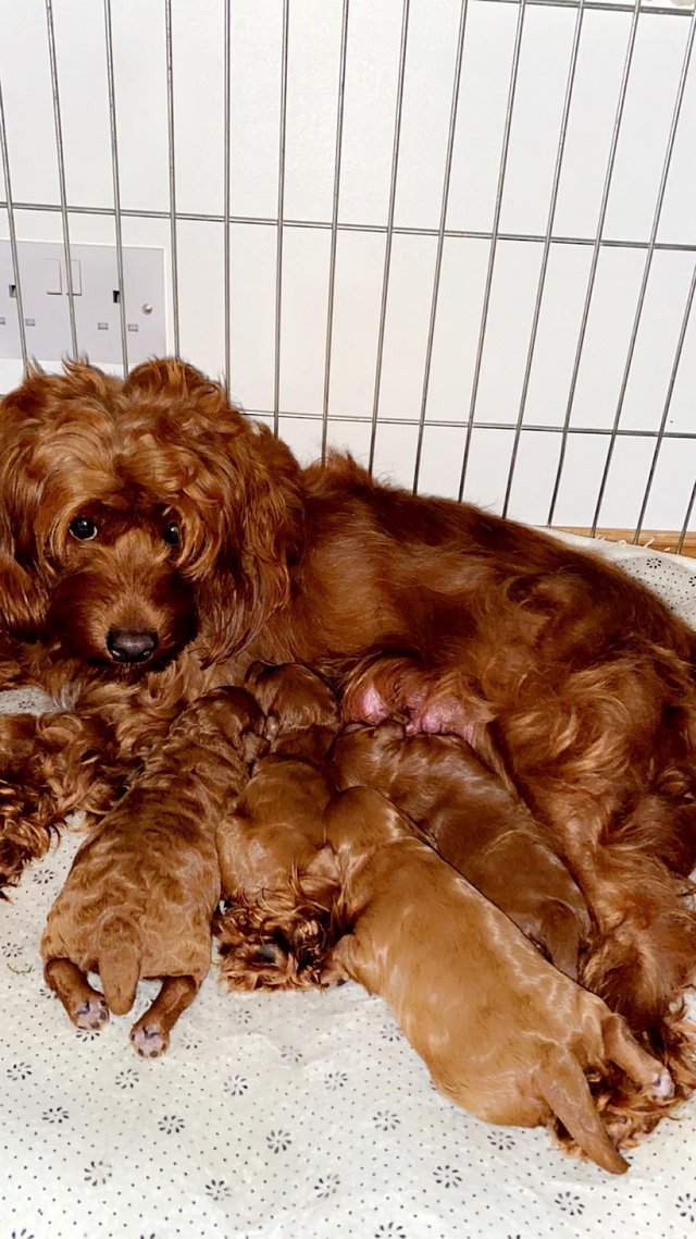 Preview of the first image of F1B cockerpoo puppies 3 girls 1 boy all red.