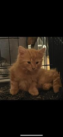 Image 4 of Last one !! Be quick,Beautiful fluffy ginger kittenxx