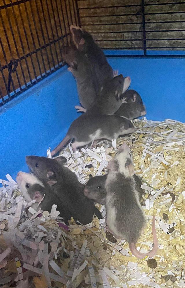 Preview of the first image of Fancy and dumbo rat babies looking for 5* homes.
