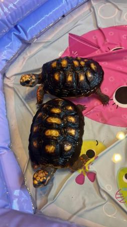 Image 5 of Captive breed 2022 red footed tortoise plus all accessories
