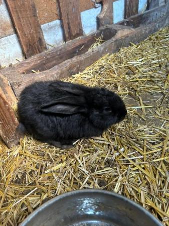 Image 3 of New Zealand Giant Black Bunny Rabbits - Unsexed
