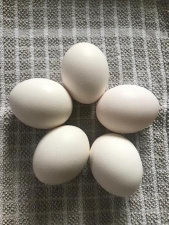 Image 2 of Exchequer Leghorn LF Chicken Hatching eggs