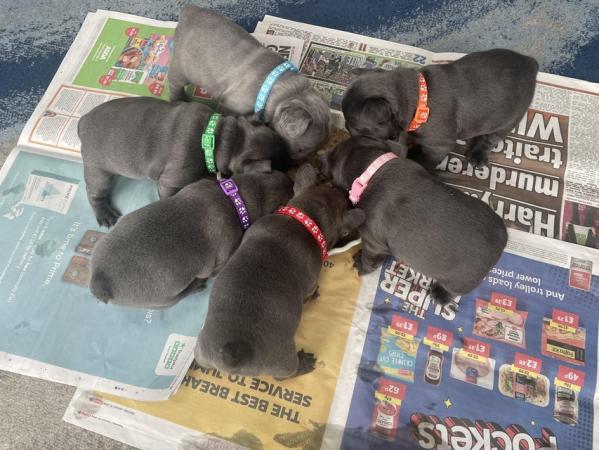 Image 14 of ***ALL SOLD*** - Stunning blue French bulldogs KC registered