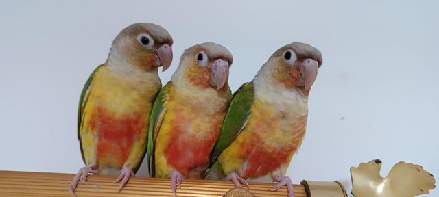 Image 2 of Handreared Tamed lovely Conures