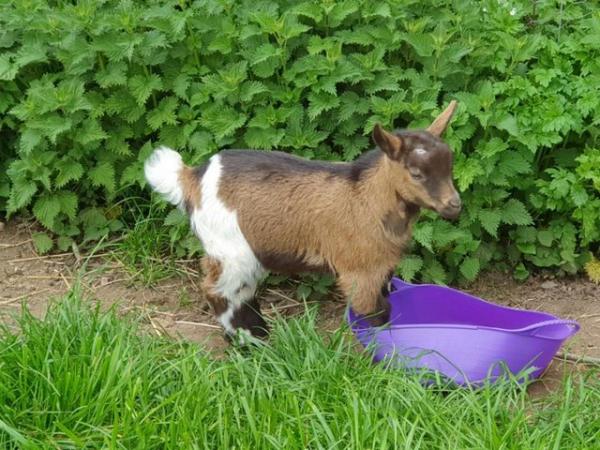 Image 1 of Last 2 Pygmy Goat female nanny kids for sale