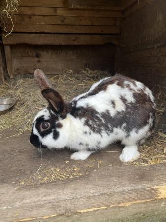 Image 2 of Male English spot x dwarf lop rabbits