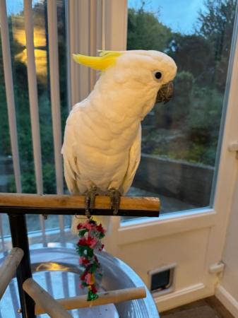 Image 4 of Adorable Silly Tame Baby Cockatoo Parrot for Sale!