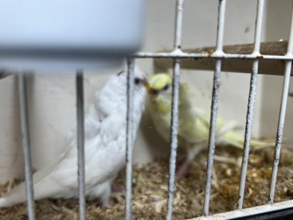 Image 3 of Red eye double flower hago/ helicopter budgies pair for sale