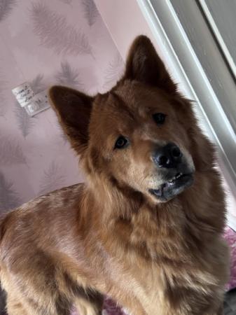 Image 2 of 17 months old chow chow x German shepherd needs rehoming